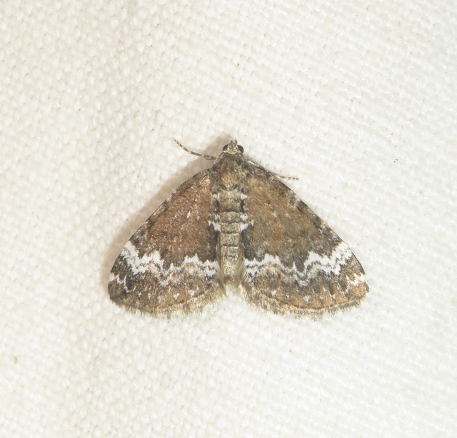 Perizoma alchemillata - árvacsalán-araszoló