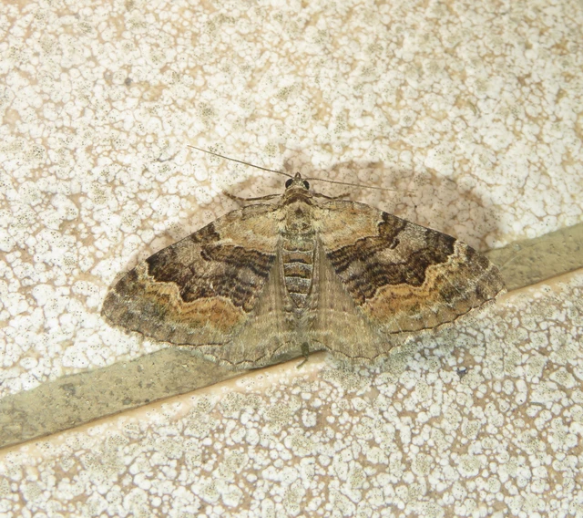 Xanthorhoe quadrifasiata - négysávos tarkaaraszoló