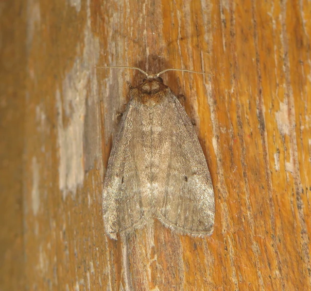 Ochropacha duplaris - égerlevél-pihésszövő