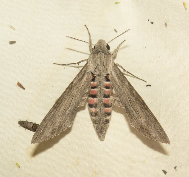 Agrius convolvuli - szulákszender