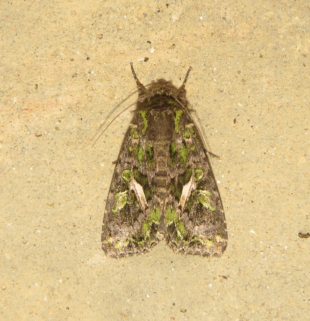Trachea atriplicis - nyári zöldbagoly