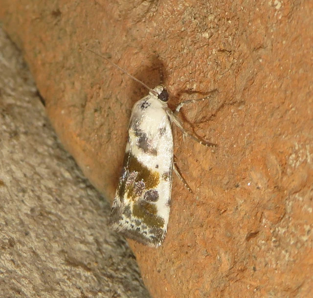 Ponometia candefacta - parlagfűbagoly