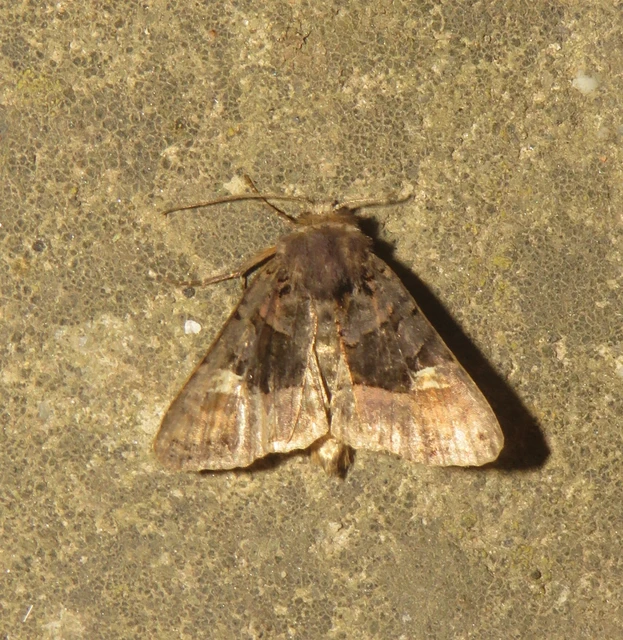 Euplexia lucipara - szeder-csipkésbagoly
