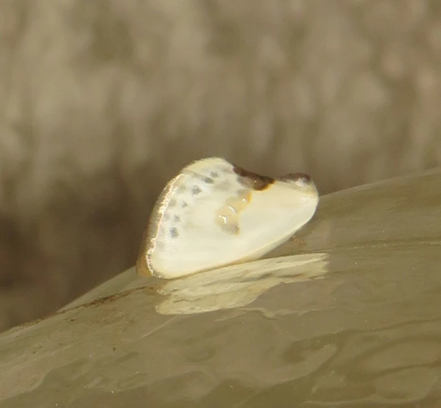 Cilix glaucata - törpe sarlósszövő