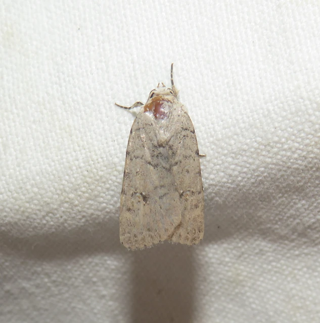 Paradrina clavipalpis - közönséges selymesbagoly