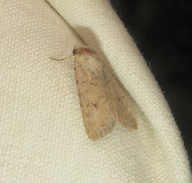 Paradrina clavipalpis - közönséges selymesbagoly