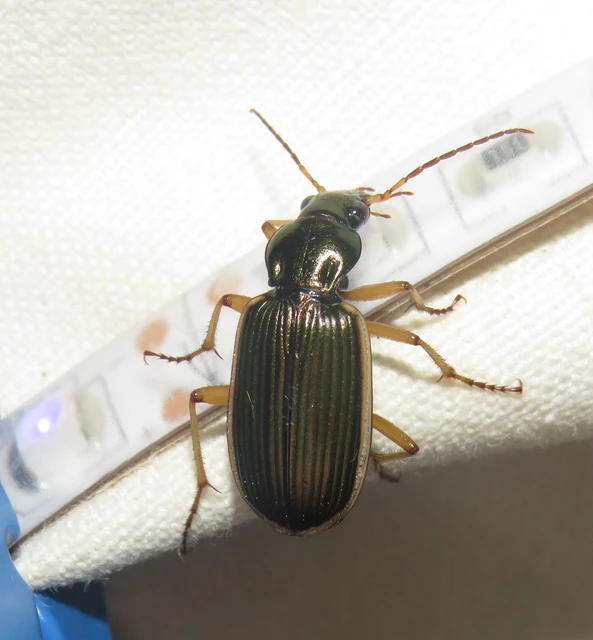 Chlaenius spoliatus - csupasz bűzfutó
