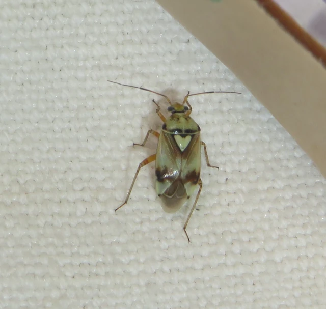 Lygus pratensis - változó mezeipoloska