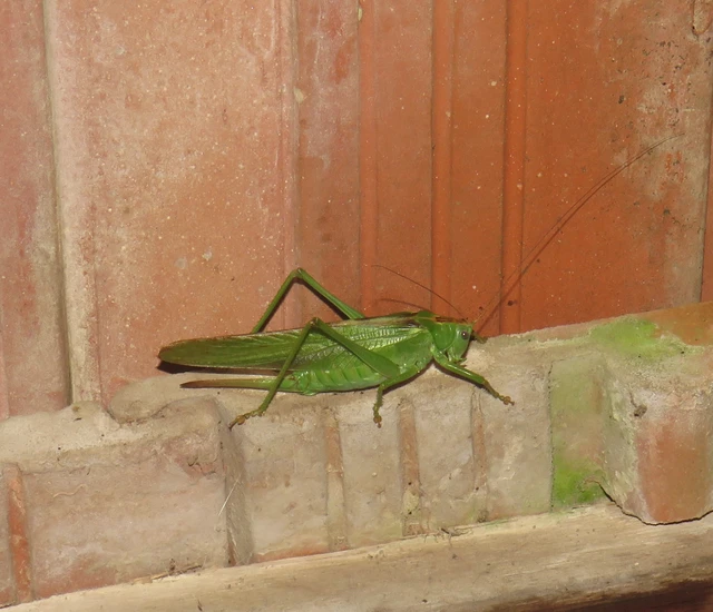 Tettigonia viridissima - zöld lombszöcske