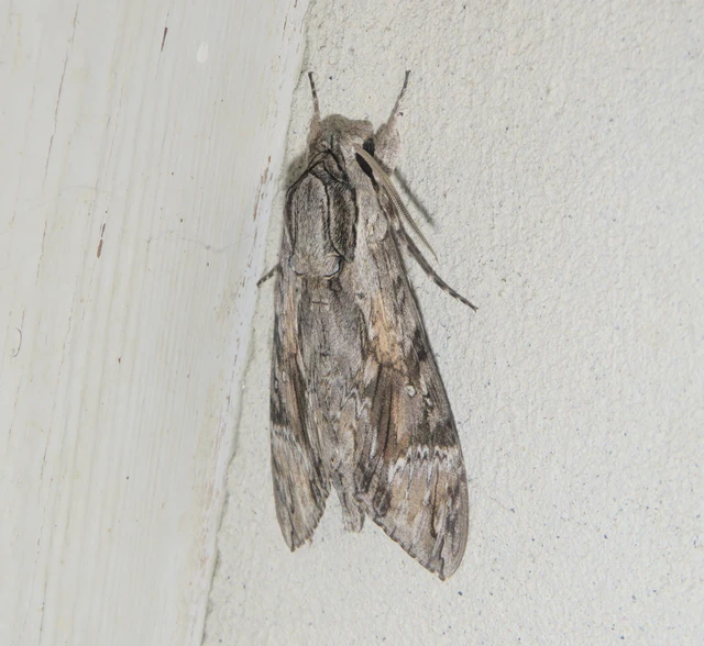 Agrius convolvuli - szulákszender