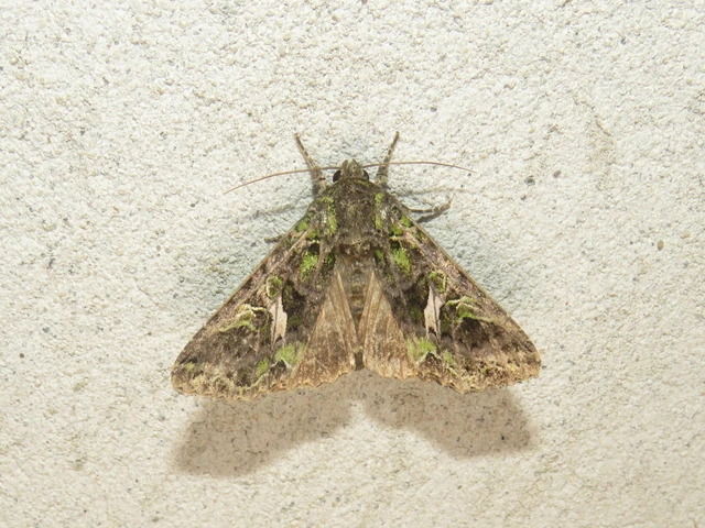 Trachea atriplicis - nyári zöldbagoly