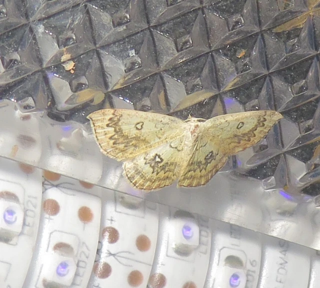 Cyclophora annularia - gyűrűs pettyesaraszoló