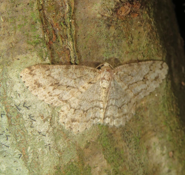 Ectropis crepuscularia - avararaszoló