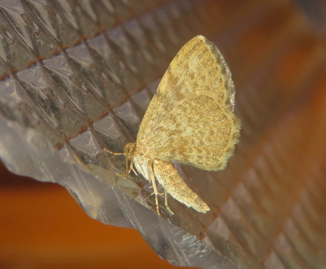 Euchoeca nebulata - barnás égeraraszoló