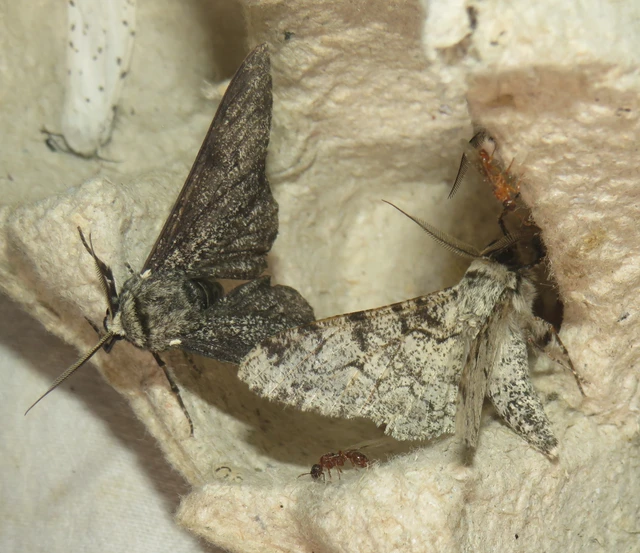Biston betularia - szürkepettyes araszoló