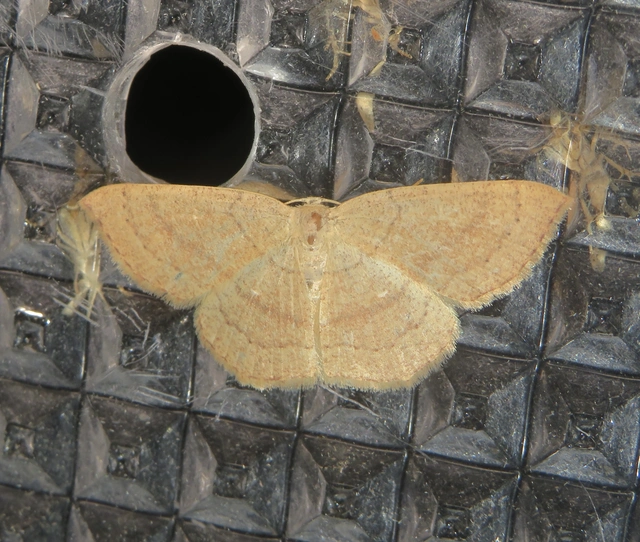 Cyclophora linearia - vonalas pettyesaraszoló