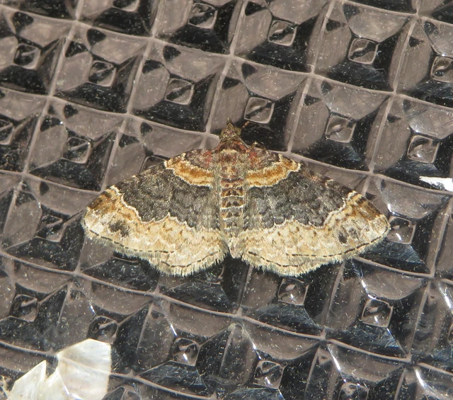 Xanthorhoe ferrugata - kerti tarkaaraszoló