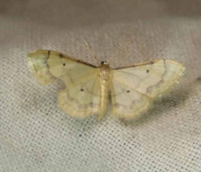 Idaea trigeminata - csúcsfoltos apróaraszoló