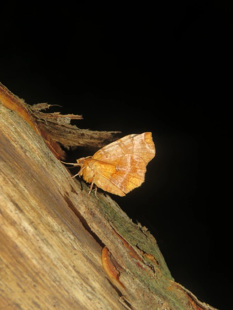 Selenia dentaria - kétfoltos holdasaraszoló