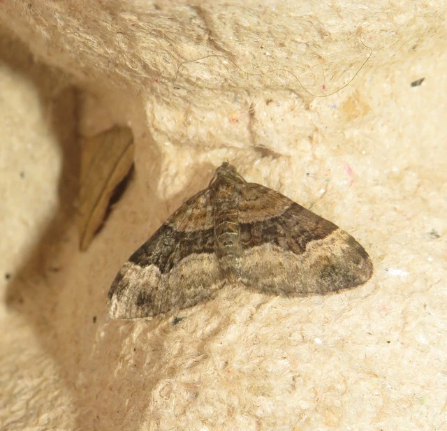 Xanthorhoe biriviata - kétsávos tarkaaraszoló