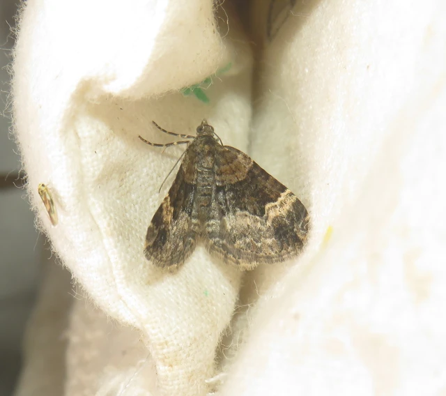 Xanthorhoe biriviata - kétsávos tarkaaraszoló