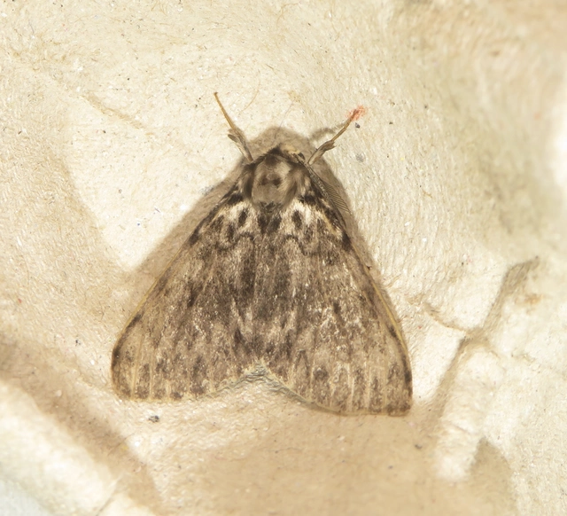 Lymantria monacha - apácalepke