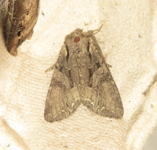 Lacanobia thalassina - borbolya-kertibagoly