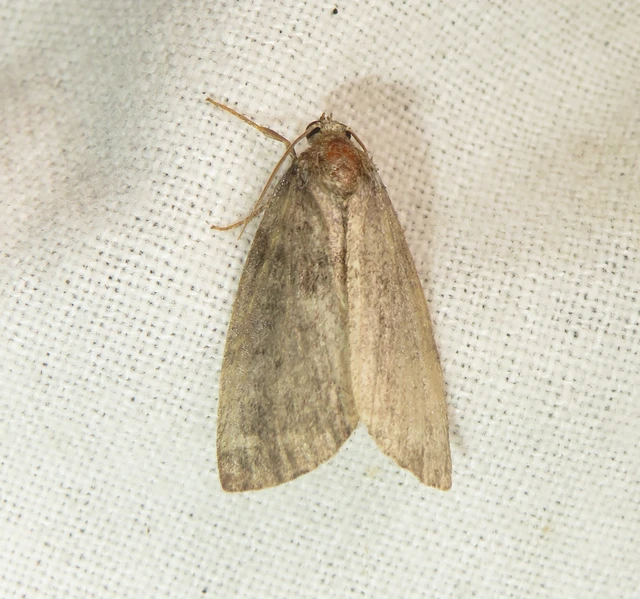 Ochropacha duplaris - égerlevél-pihésszövő