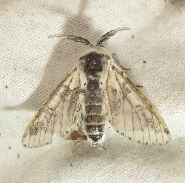 Furcula bicuspis - apáca-púposszövő