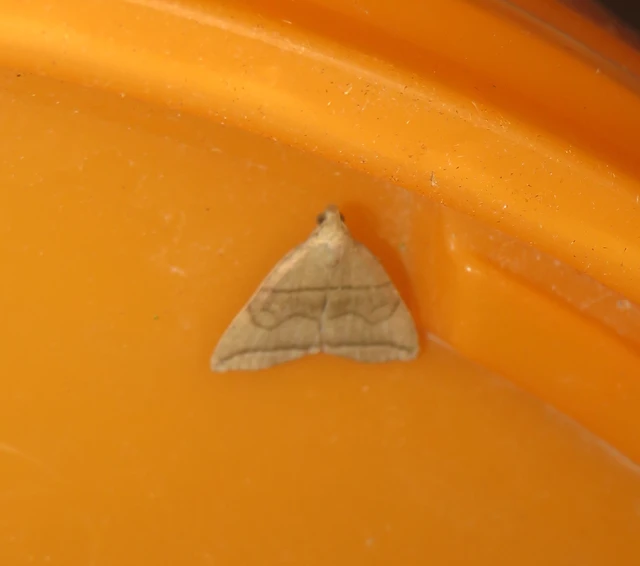 Herminia grisealis - ligeti karcsúbagoly