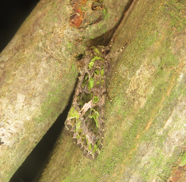 Trachea atriplicis - nyári zöldbagoly
