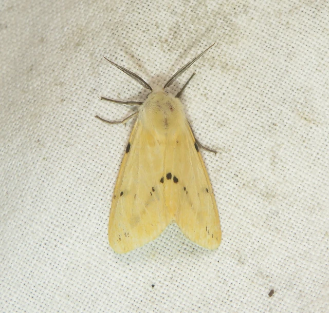 Spilarctia lutea - sárgás medvelepke