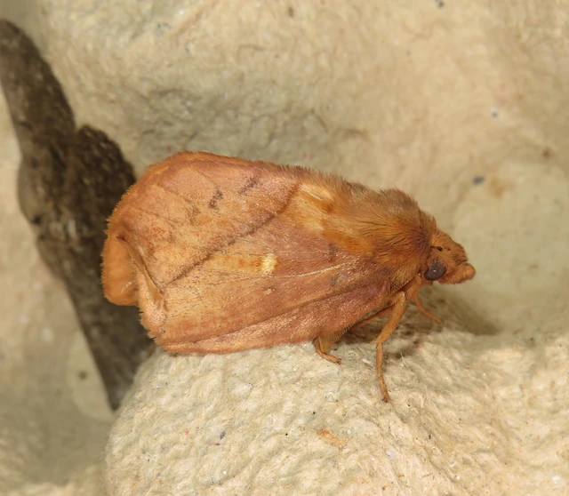 Euthrix potatoria - szomjas pohók