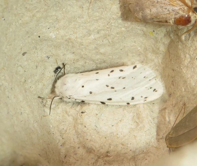 Spilosoma lubricipedum - tejszínű medvelepke