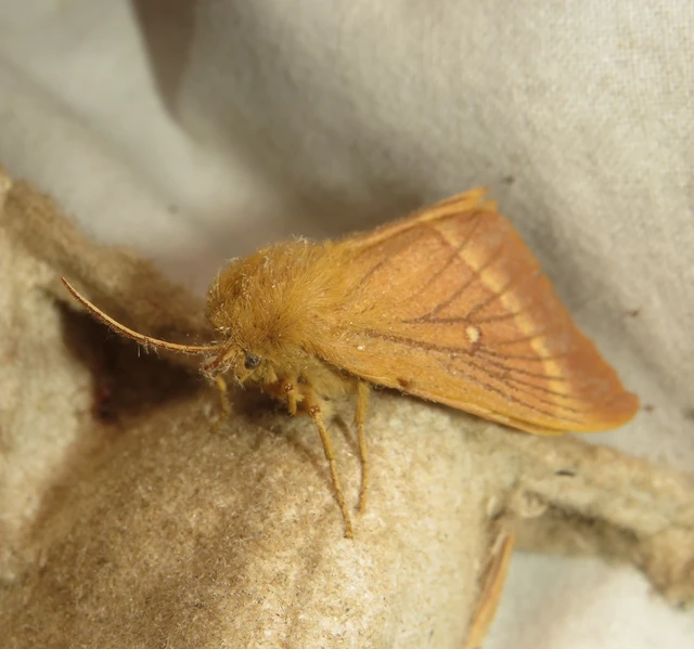Lasiocampa quercus - tölgyfaszövő