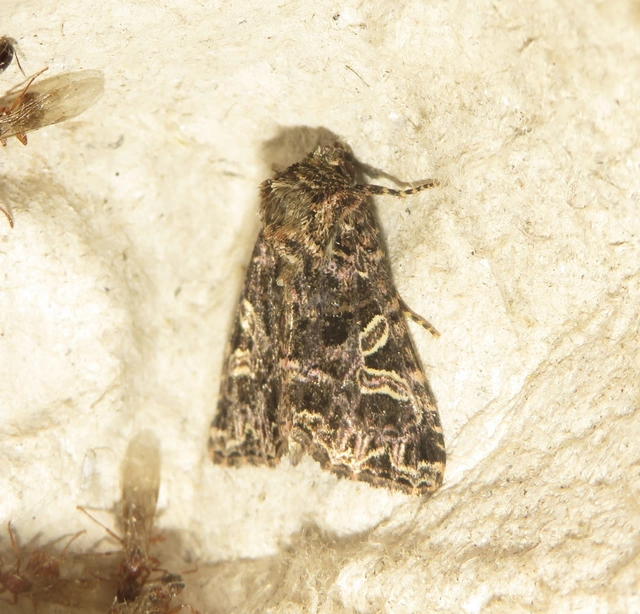 Sideridis rivularis - vörhenyes szegfűbagoly