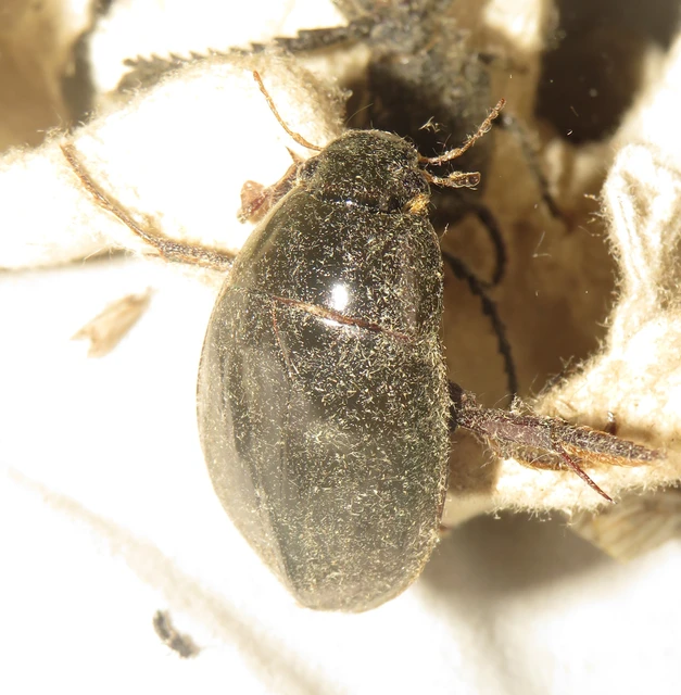 Hydrophilus piceus - közönséges óriáscsibor