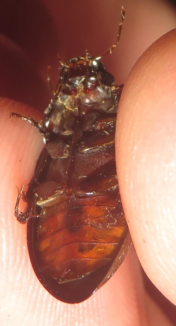 Hydrochara caraboides - kis csibor