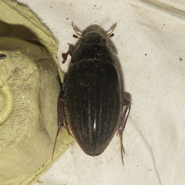 Hydrophilus