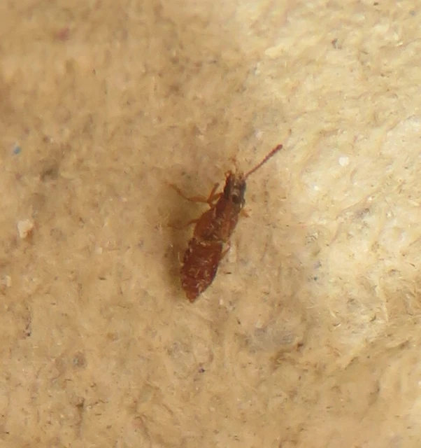Manda mandibularis