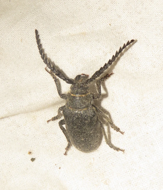 Prionus coriarius - csőszcincér
