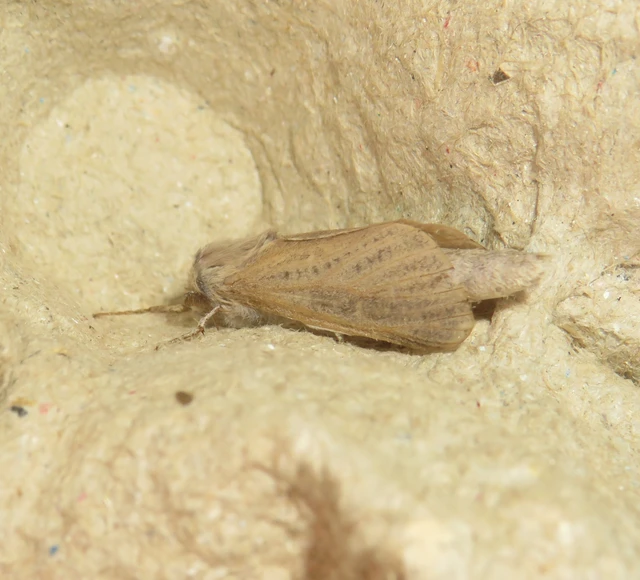 Phragmataecia castaneae - nádfúrólepke