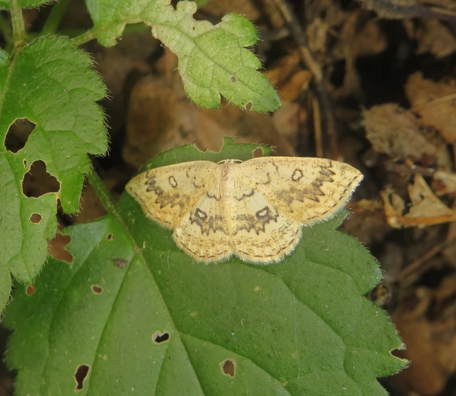 Cyclophora annularia - gyűrűs pettyesaraszoló