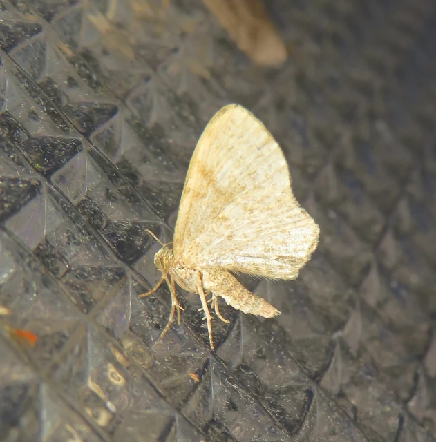 Euchoeca nebulata - barnás égeraraszoló