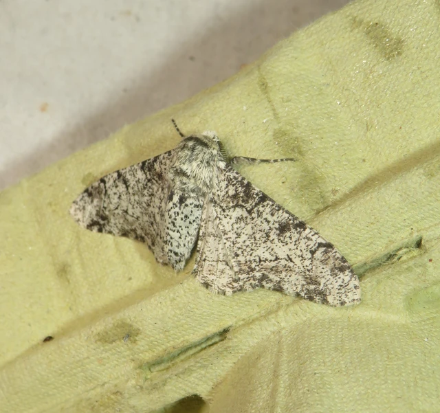 Biston betularia - szürkepettyes araszoló