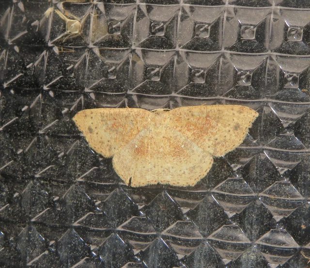Cyclophora porata - körös pettyesaraszoló