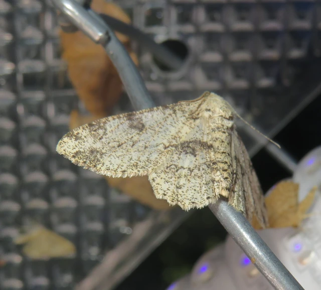 Ascotis selenaria - holdas faaraszoló