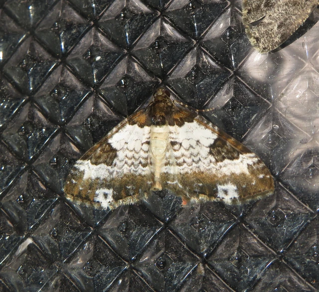 Melanthia procellata - hullámos tarkaaraszoló