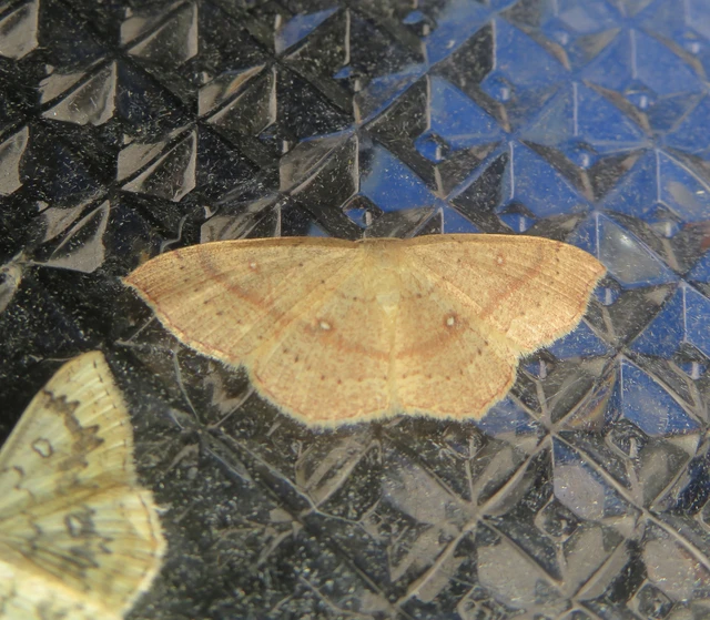 Cyclophora linearia - vonalas pettyesaraszoló