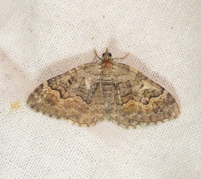 Xanthorhoe quadrifasiata - négysávos tarkaaraszoló